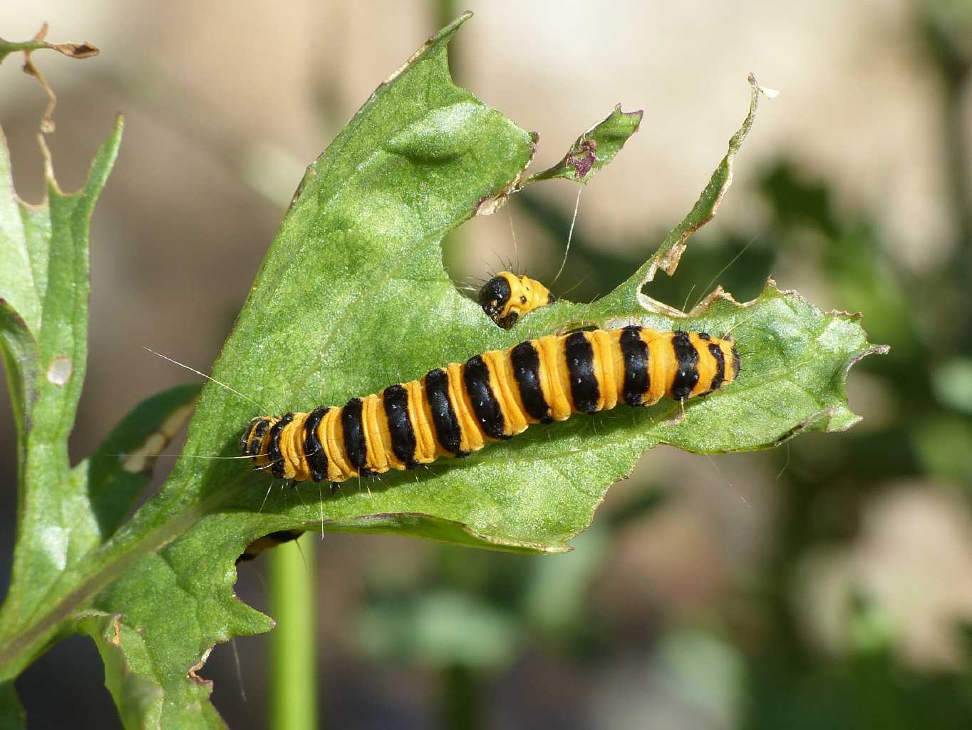 Pianta distrutta dai bruchi